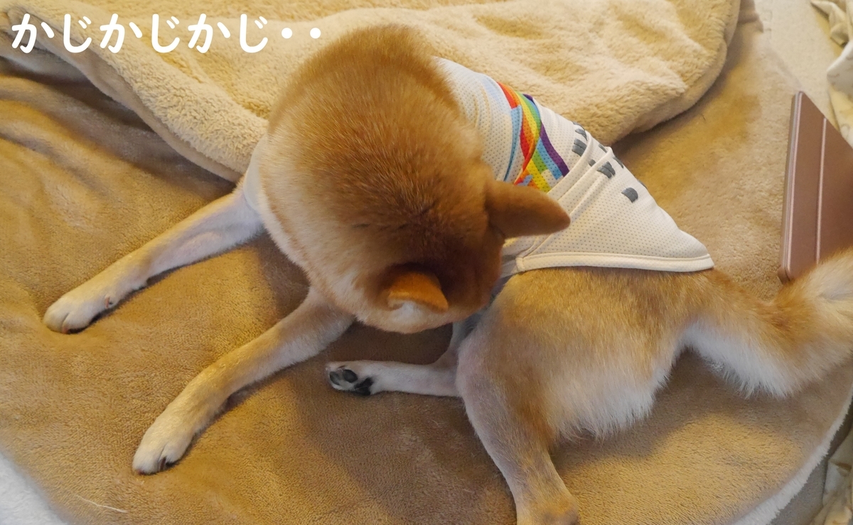 f:id:hanatara:20191022130259j:plain