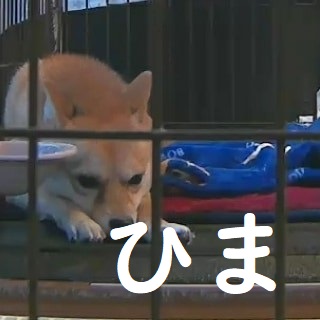 f:id:hanatara:20191026151008j:plain