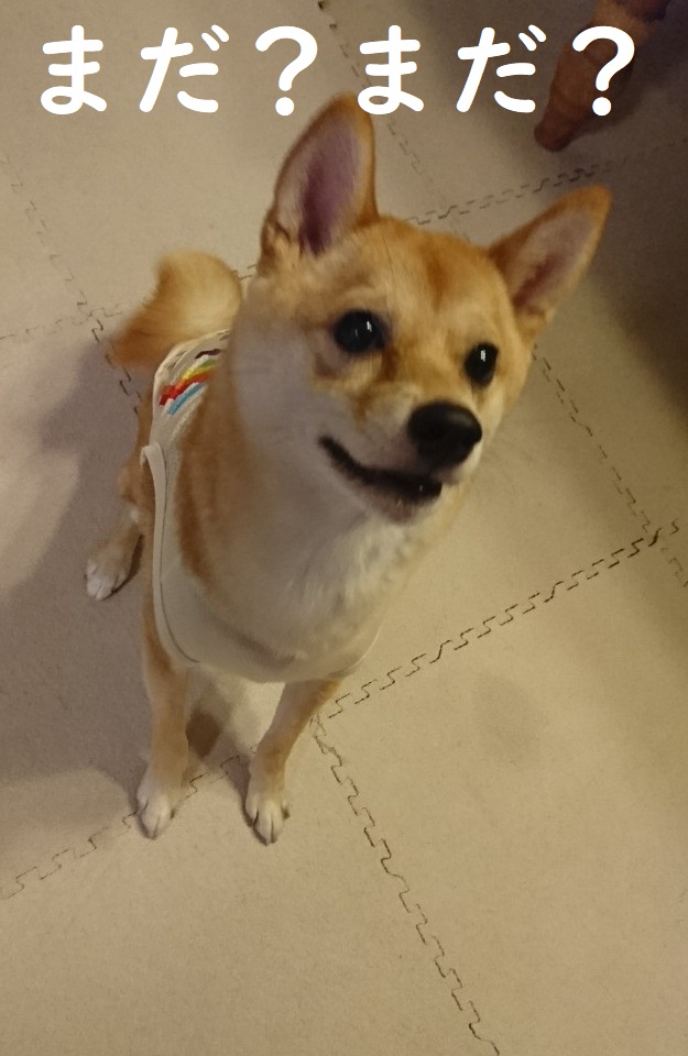 f:id:hanatara:20191026151326j:plain
