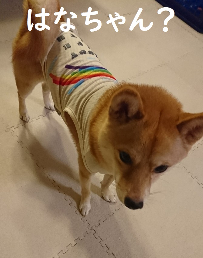 f:id:hanatara:20191026151609j:plain