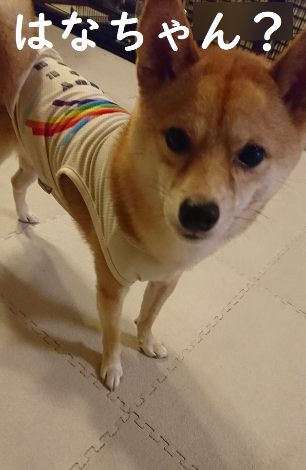 f:id:hanatara:20191026151709j:plain