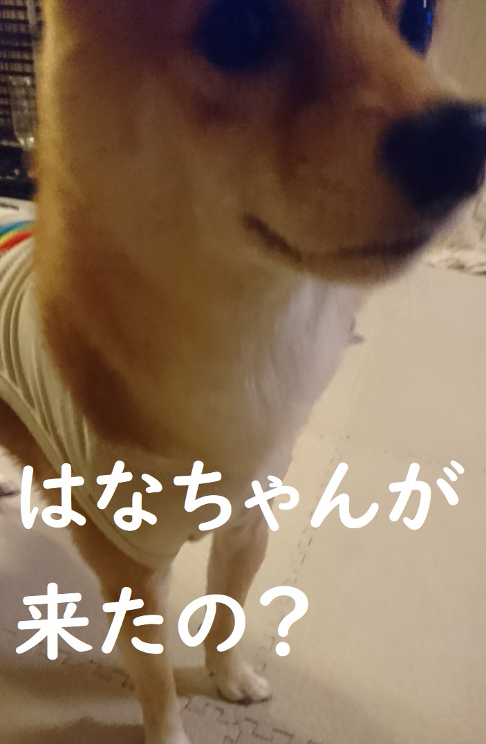 f:id:hanatara:20191026151830j:plain