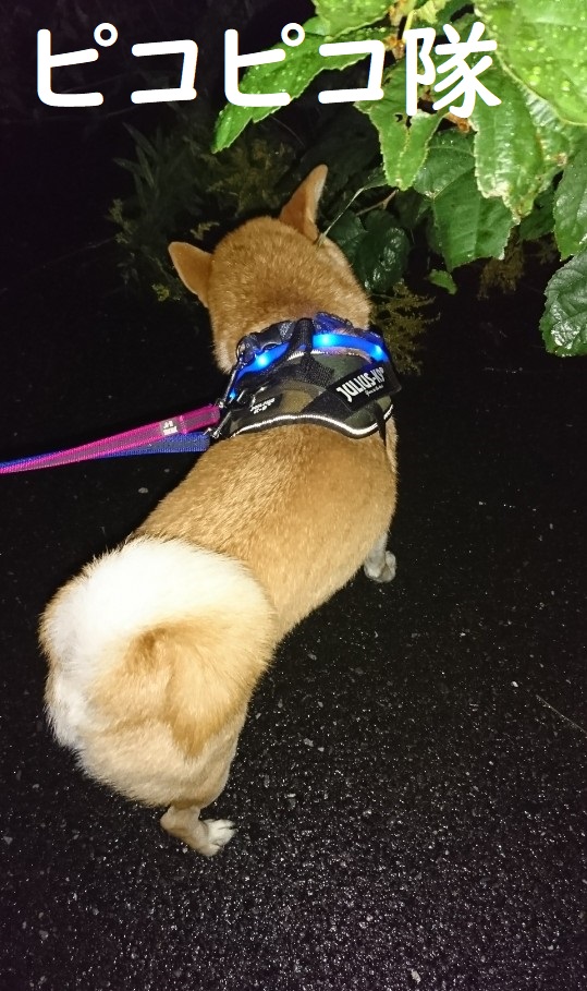 f:id:hanatara:20191026152643j:plain f:id:hanatara:20191026152643j:plain