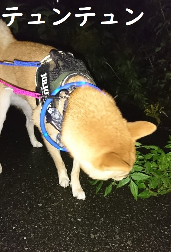 f:id:hanatara:20191026152822j:plain f:id:hanatara:20191026152822j:plain
