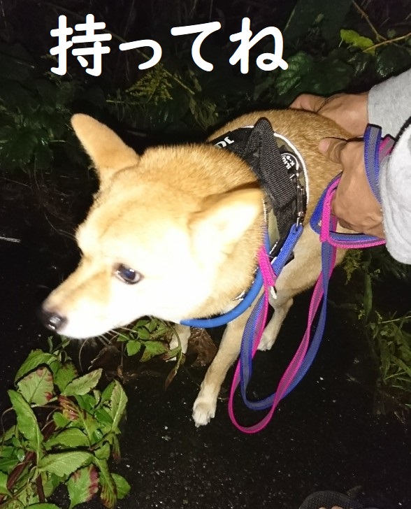 f:id:hanatara:20191026153014j:plain f:id:hanatara:20191026153014j:plain
