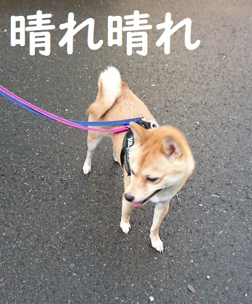 f:id:hanatara:20191026163439j:plain
