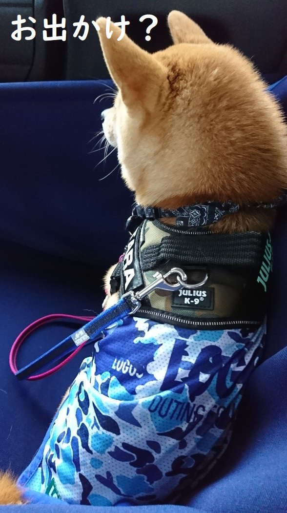 f:id:hanatara:20191103090856j:plain f:id:hanatara:20191103090856j:plain