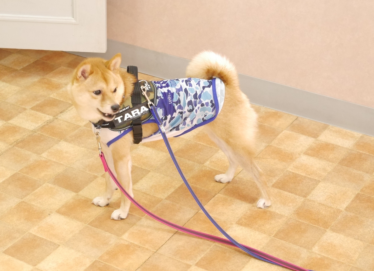 f:id:hanatara:20191103093221j:plain
