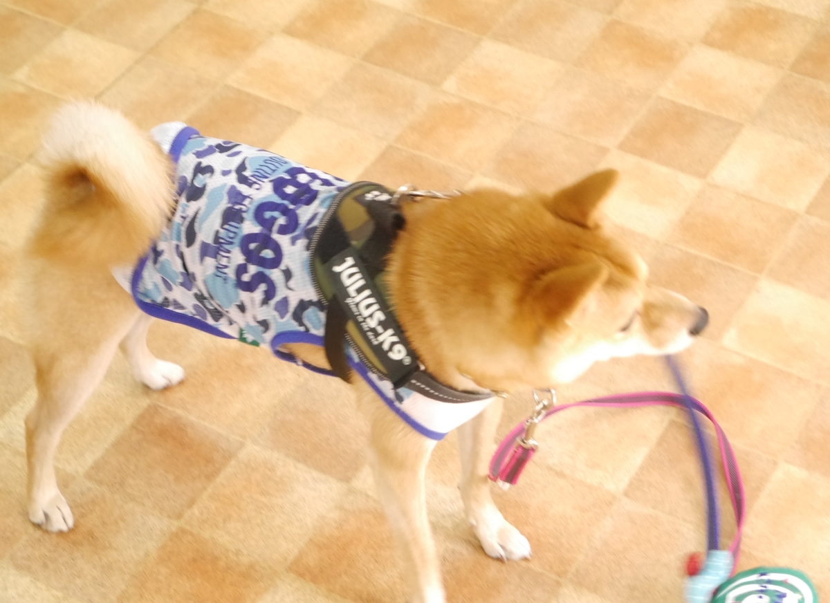 f:id:hanatara:20191103093257j:plain