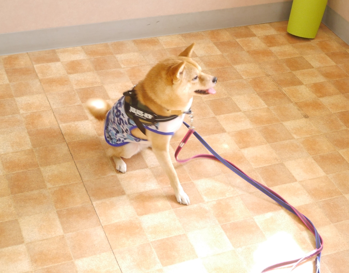 f:id:hanatara:20191103093338j:plain