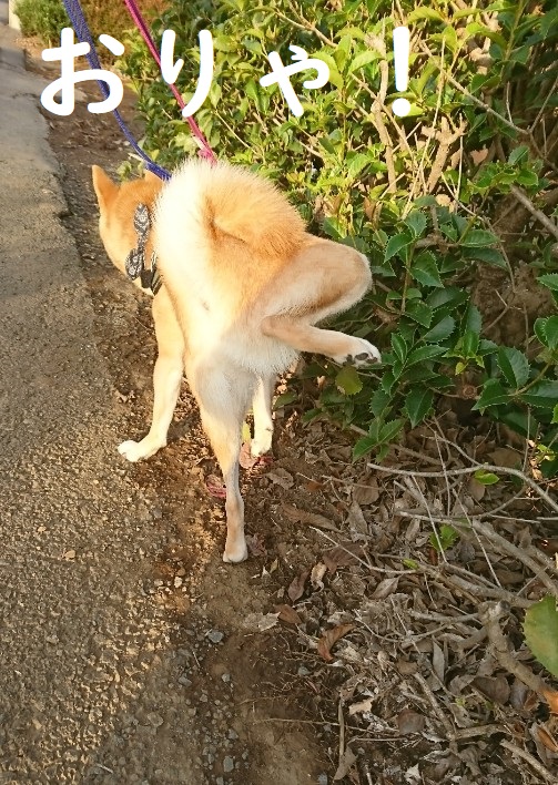 f:id:hanatara:20191105121458j:plain