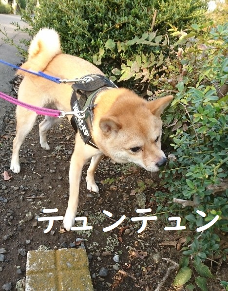 f:id:hanatara:20191105121554j:plain