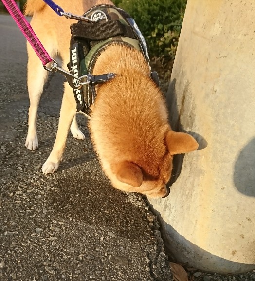 f:id:hanatara:20191105121622j:plain