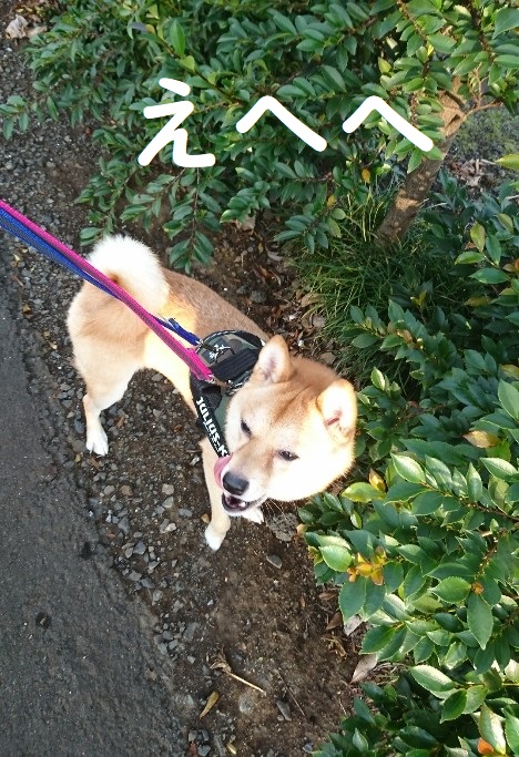 f:id:hanatara:20191105121700j:plain