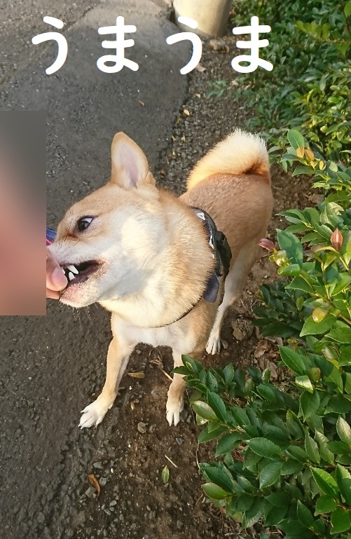 f:id:hanatara:20191105124043j:plain f:id:hanatara:20191105124043j:plain
