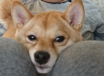 f:id:hanatara:20191105124141j:plain f:id:hanatara:20191105124141j:plain