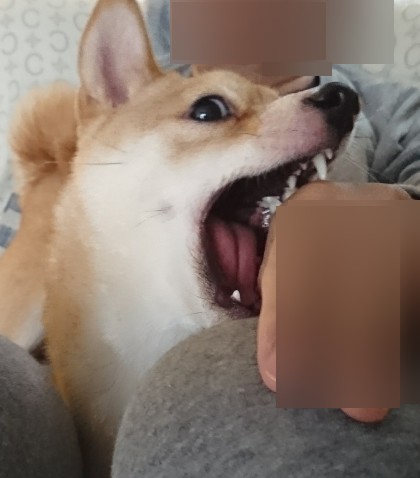 f:id:hanatara:20191105124433j:plain f:id:hanatara:20191105124433j:plain