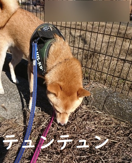 f:id:hanatara:20191107131909j:plain