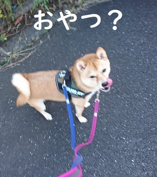 f:id:hanatara:20191107132053j:plain