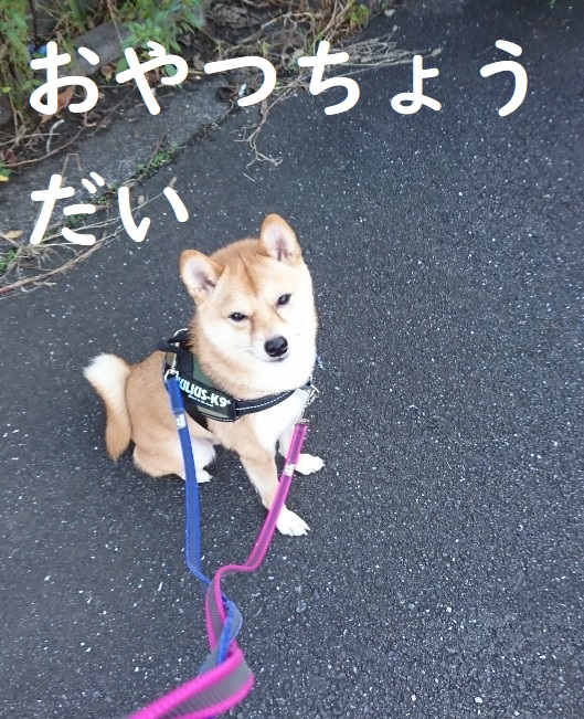 f:id:hanatara:20191107132144j:plain