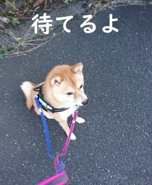 f:id:hanatara:20191107132238j:plain