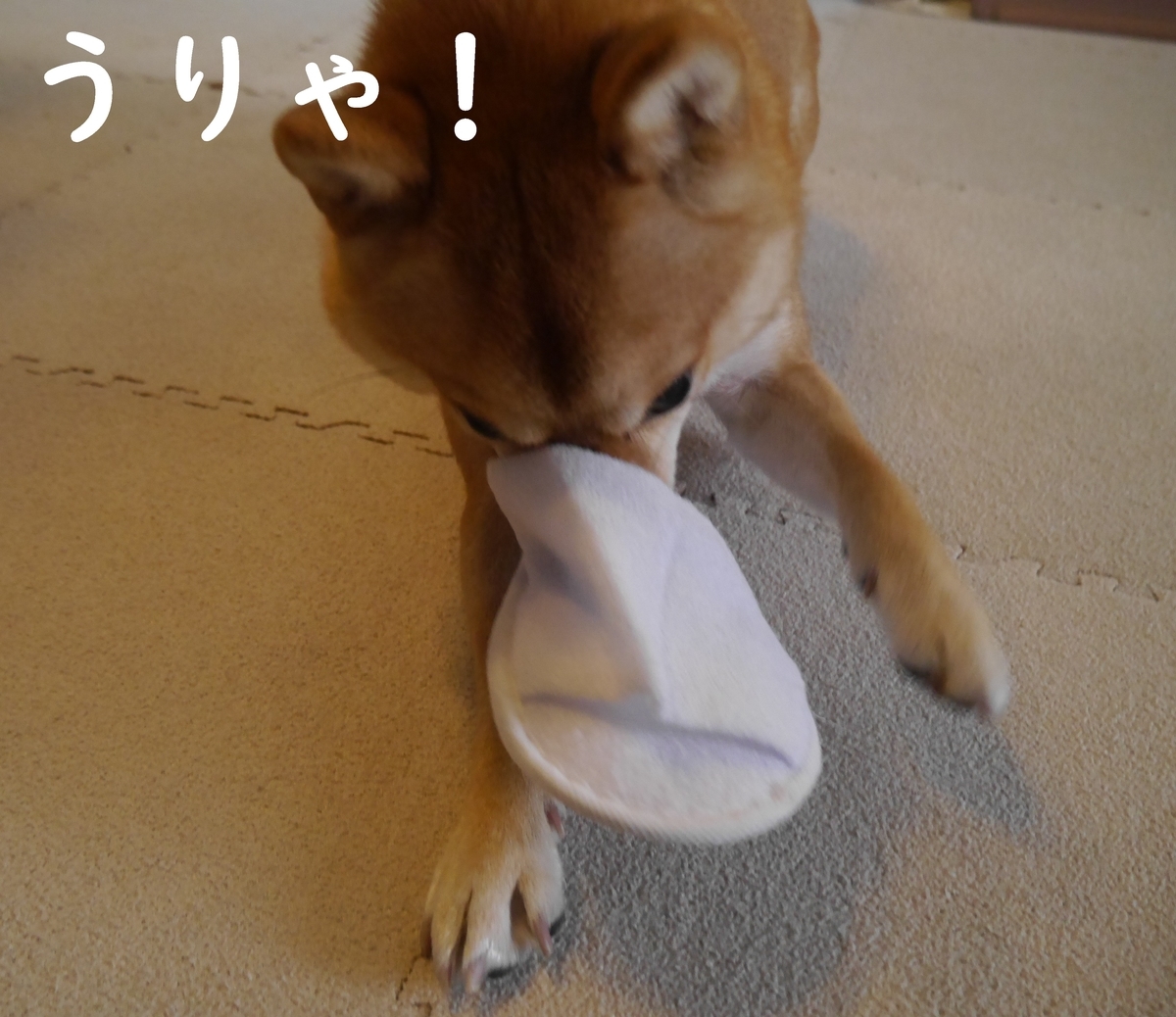 f:id:hanatara:20191107141511j:plain