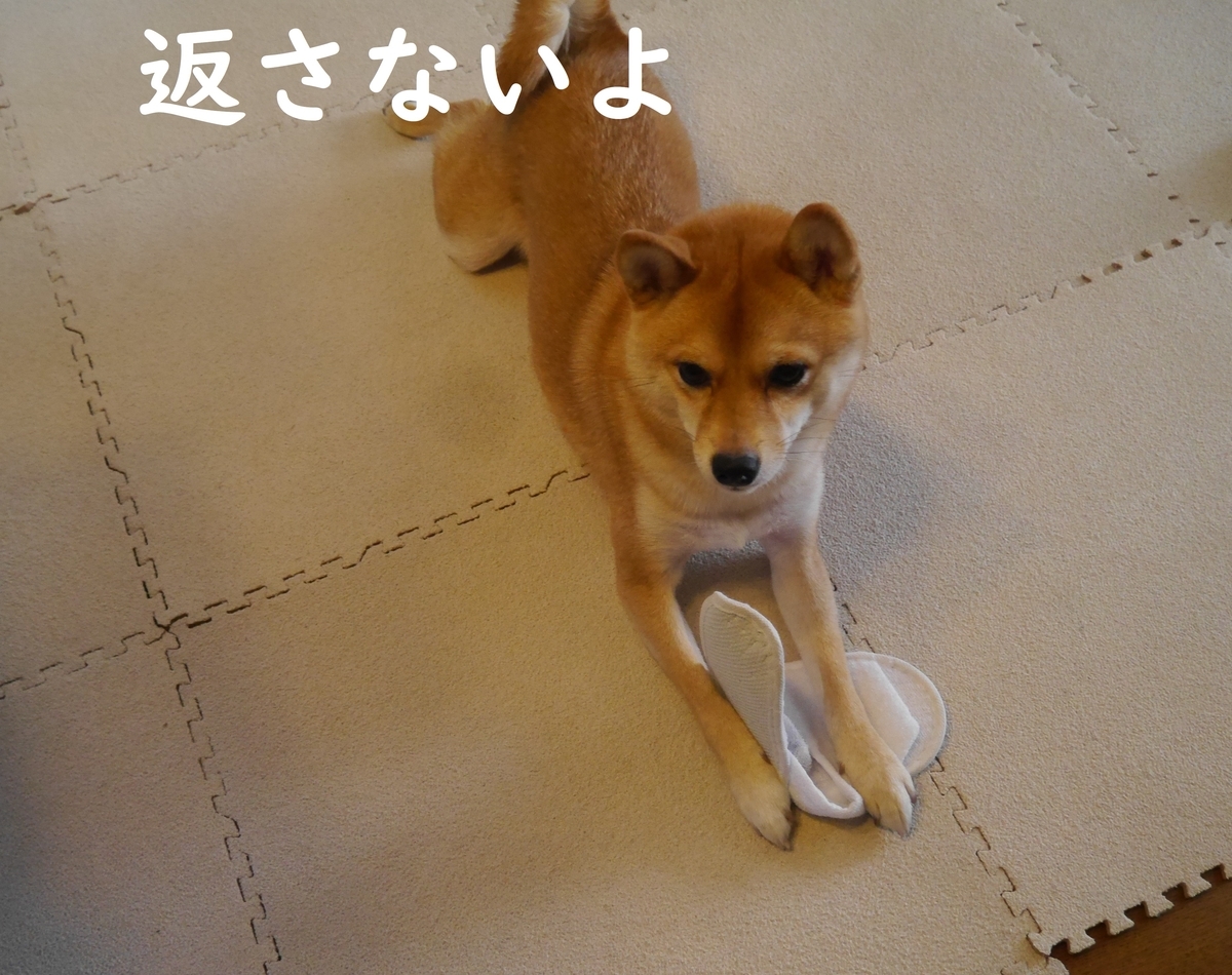 f:id:hanatara:20191107141720j:plain