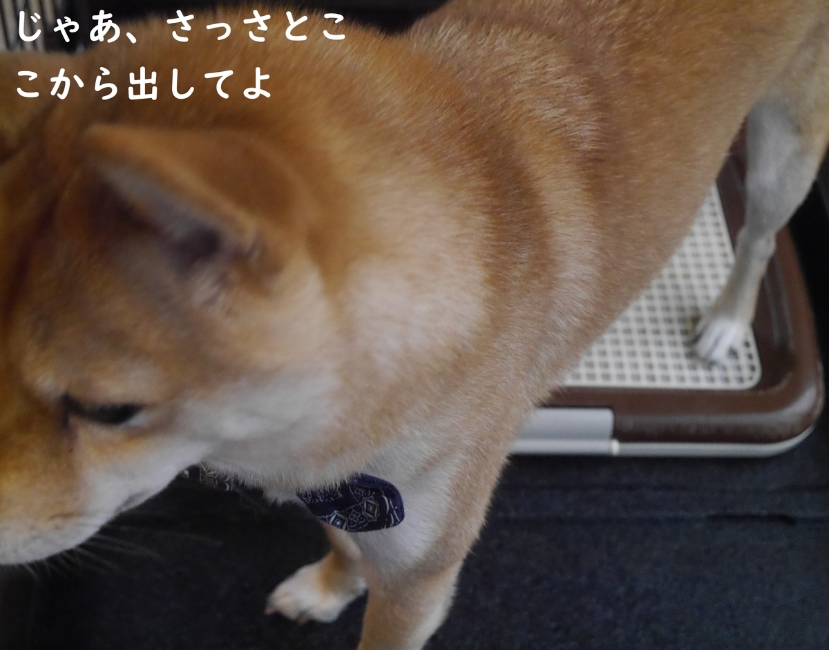 f:id:hanatara:20191107143247j:plain