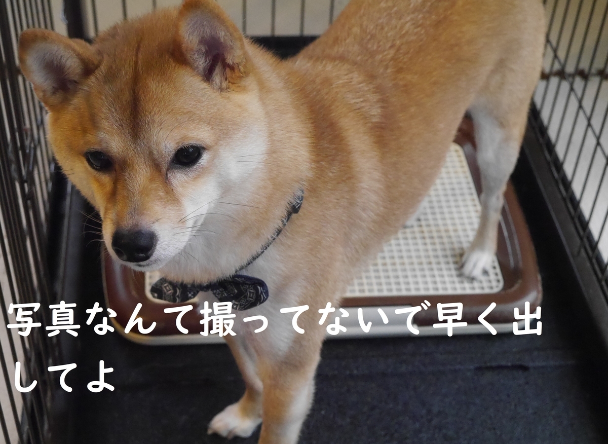f:id:hanatara:20191107143537j:plain