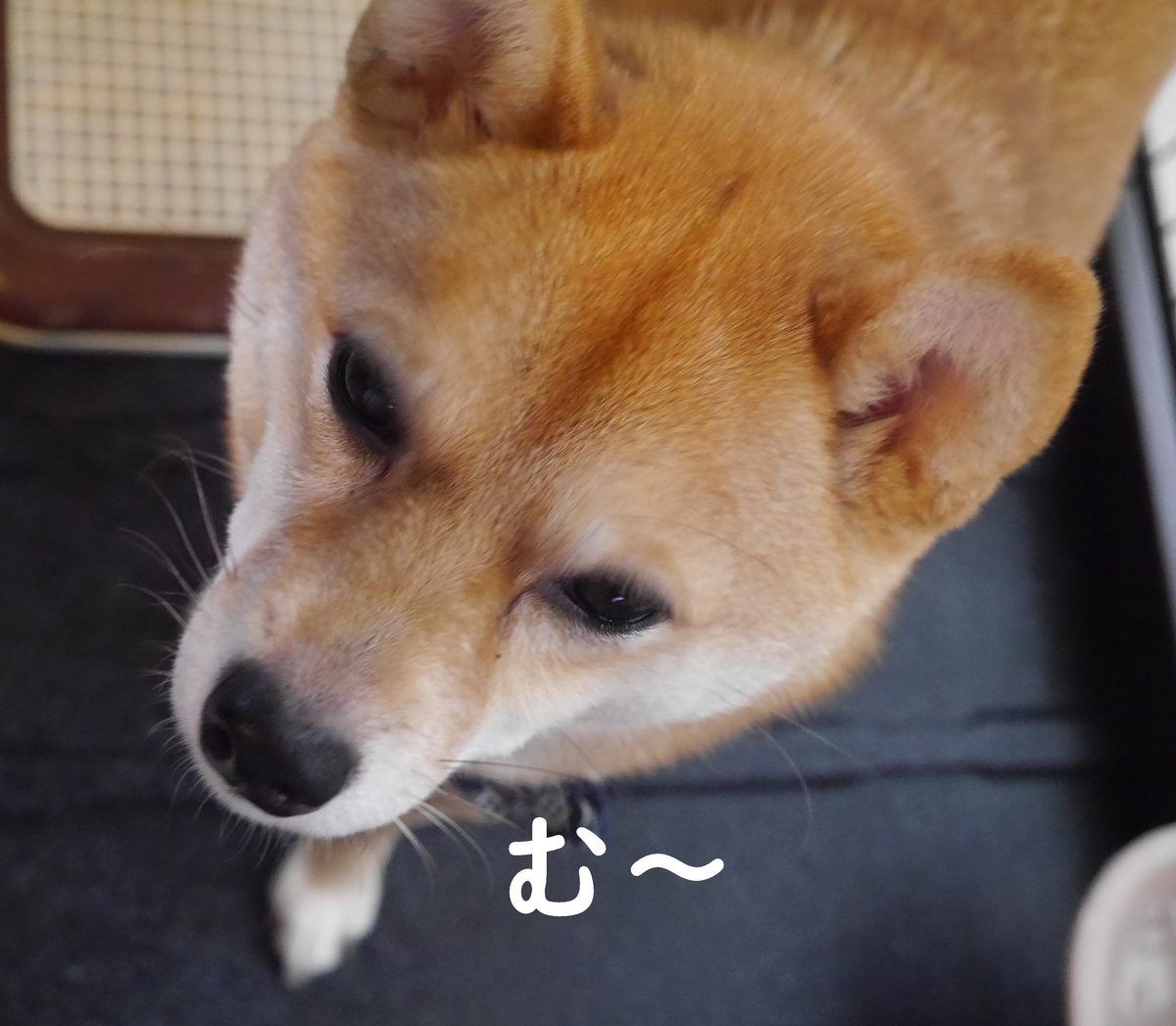 f:id:hanatara:20191107143656j:plain
