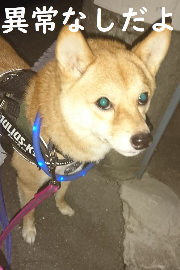 f:id:hanatara:20191108115157j:plain