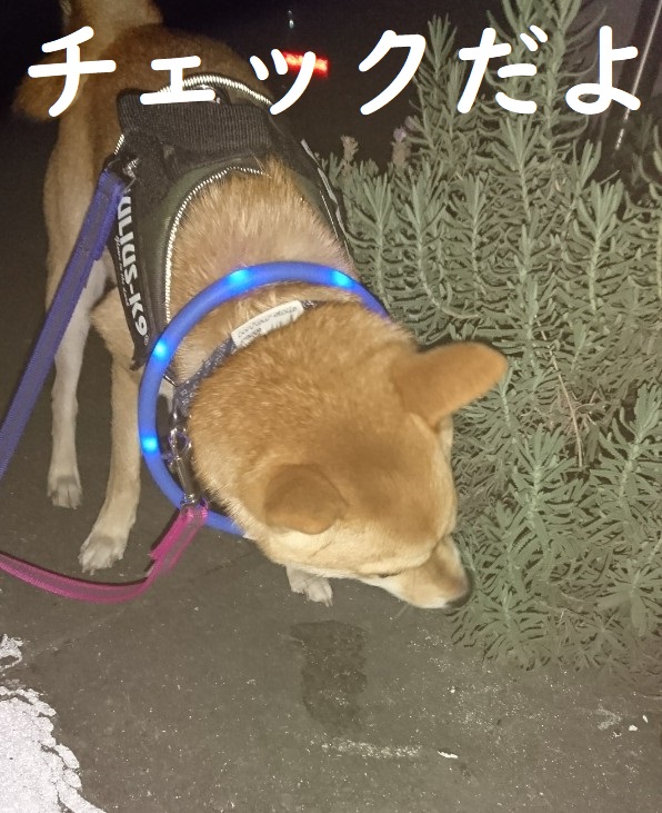f:id:hanatara:20191108115246j:plain