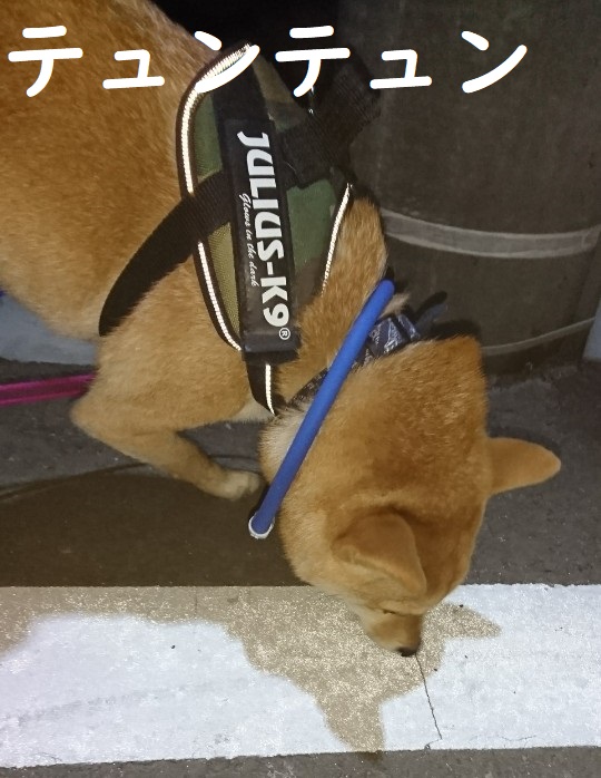 f:id:hanatara:20191108115340j:plain