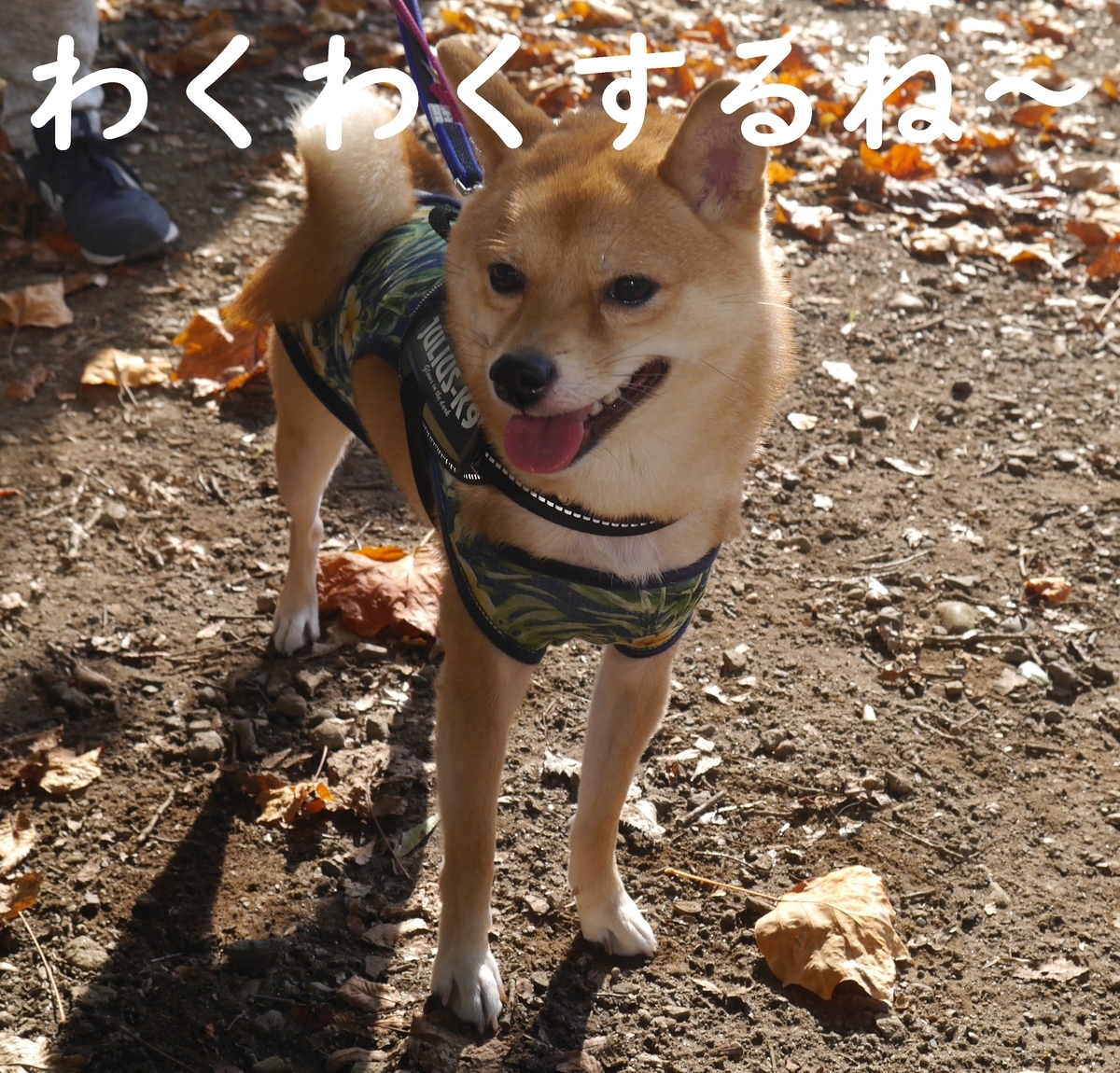 f:id:hanatara:20191110091057j:plain