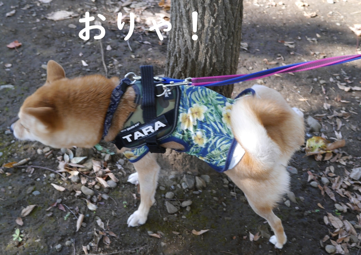 f:id:hanatara:20191110091318j:plain