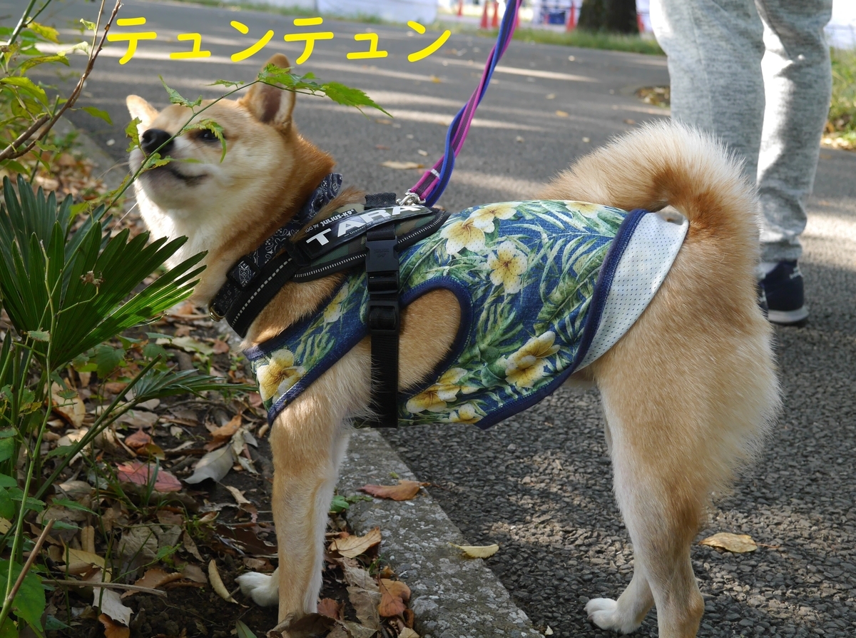 f:id:hanatara:20191110091434j:plain