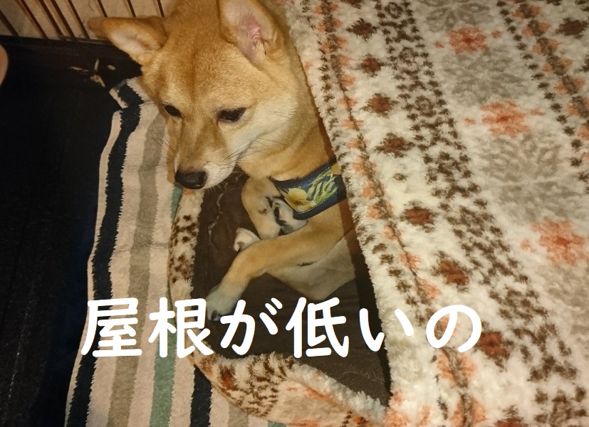 f:id:hanatara:20191111155456j:plain