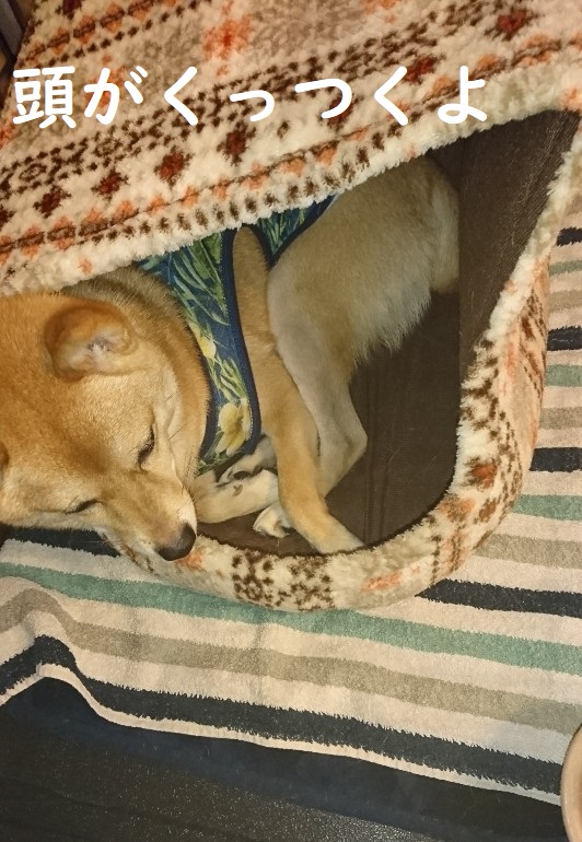 f:id:hanatara:20191111155609j:plain