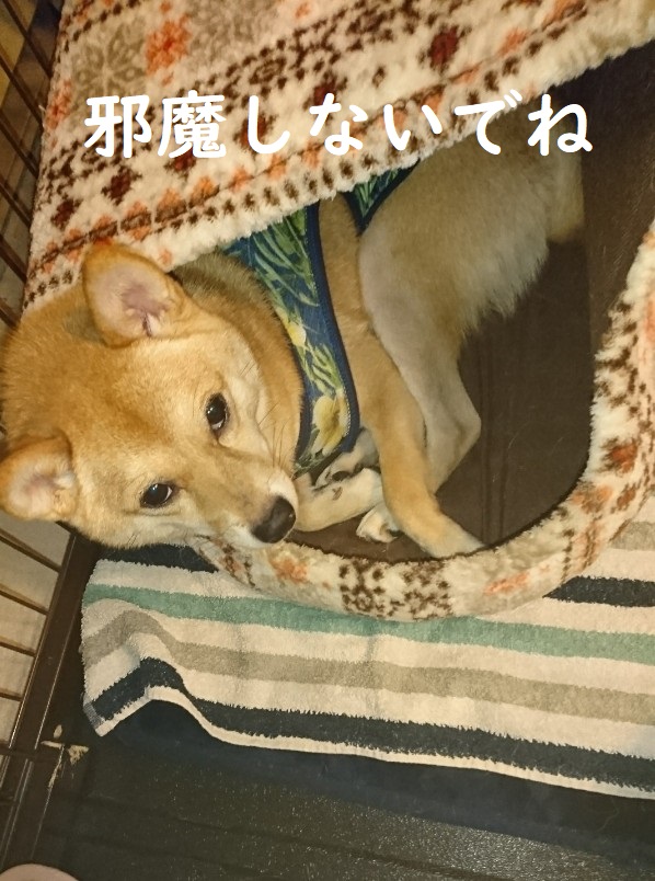 f:id:hanatara:20191111155710j:plain