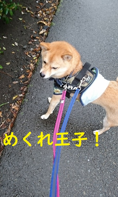 f:id:hanatara:20191111161845j:plain
