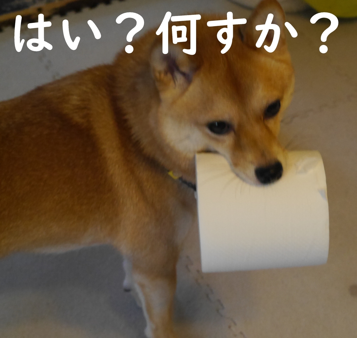 f:id:hanatara:20191111162114j:plain