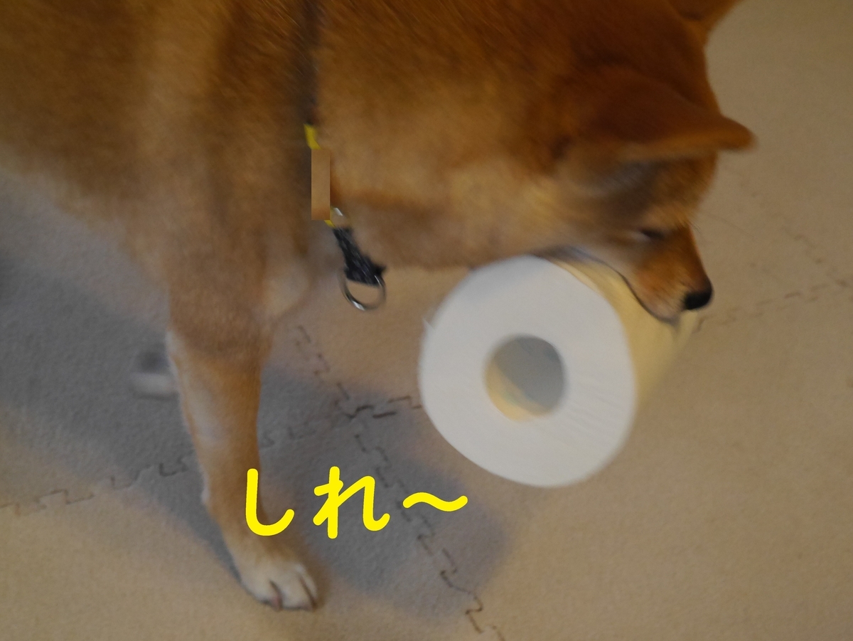 f:id:hanatara:20191111162251j:plain