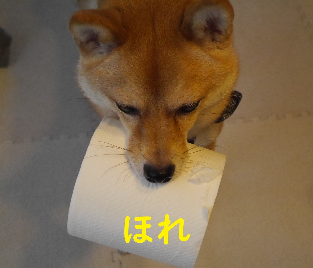 f:id:hanatara:20191111162357j:plain