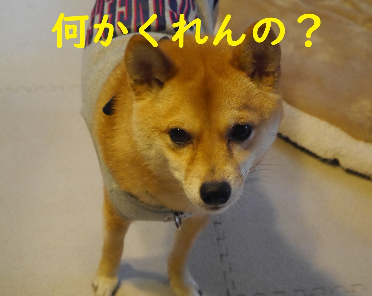 f:id:hanatara:20191122103036j:plain f:id:hanatara:20191122103036j:plain