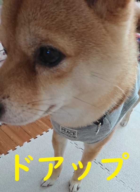 f:id:hanatara:20191122103224j:plain f:id:hanatara:20191122103224j:plain