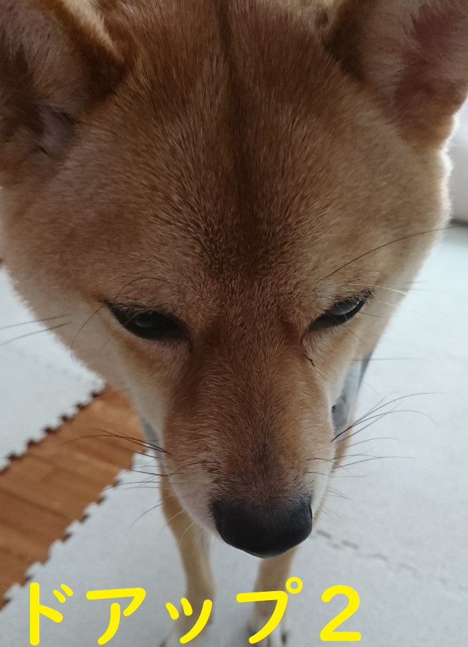 f:id:hanatara:20191122103313j:plain f:id:hanatara:20191122103313j:plain