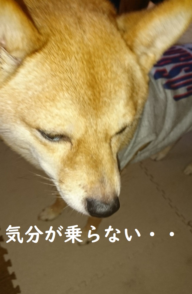 f:id:hanatara:20191122141002j:plain