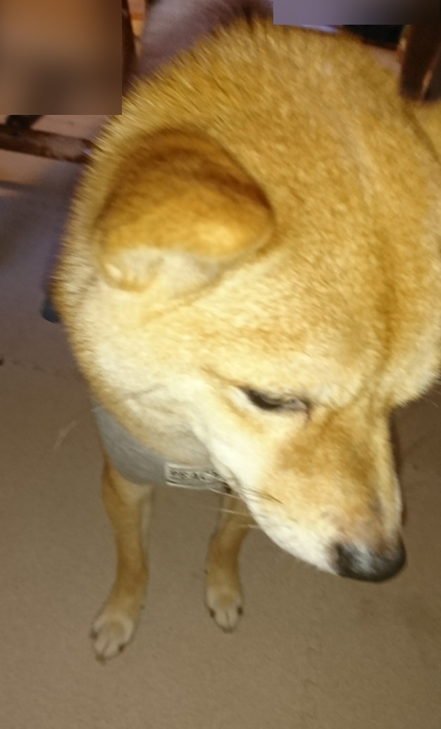 f:id:hanatara:20191122141050j:plain