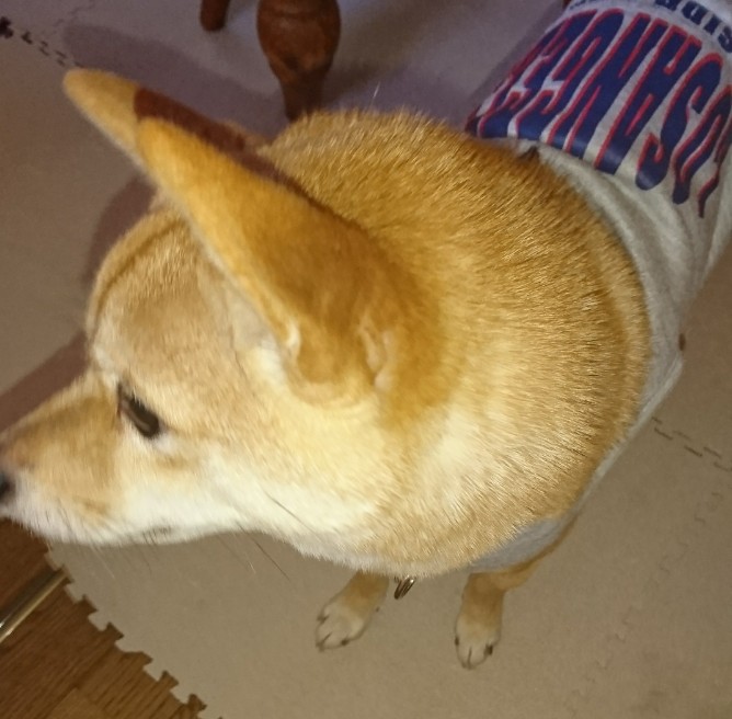 f:id:hanatara:20191122141218j:plain