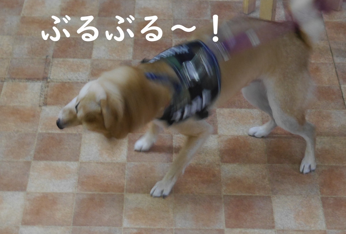 f:id:hanatara:20191126111536j:plain